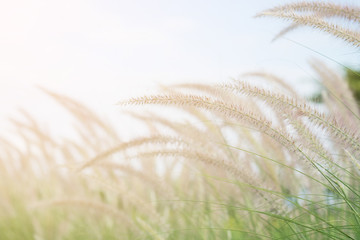 Grass flower tree background in vintage tone.