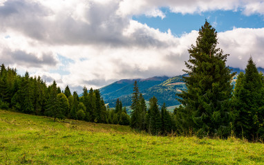 Fototapeta na wymiar spruce forest on a grassy meadow. lovely summer scenery