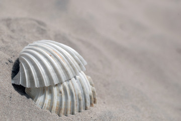 nature macro detail - photography of big old white and orange shells on a sandy beach outdoors on a sunny day during dry season on Atlantic shore in the Gambia, Africa