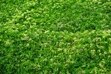 Backgrounds Textures Green leaf