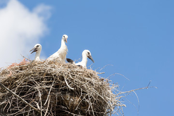 Three young stocks in the nest