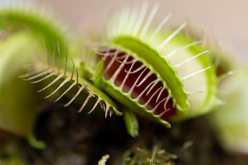 ハエトリ草