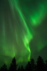 Aurora Borealis above boreal forest