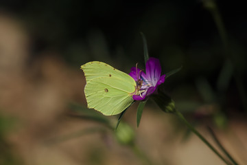 Schmetterling in gelb auf einer lila Blume mit einem dunklen Hintergrund
