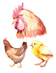 Chicken. Watercolor illustration