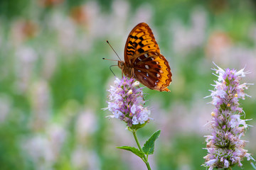 Orange butterfly on pink wildflowers in meadow