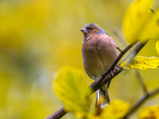 Chaffinch on autumnal  branch