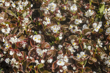 Red and White Flowers