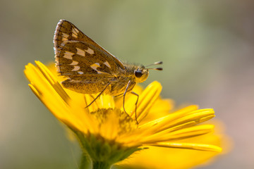 Kipper on yellow flower