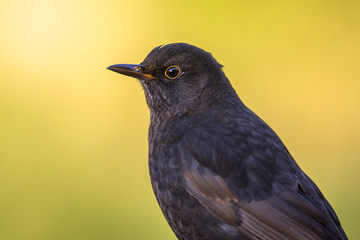 Male blackbird bright  backgound