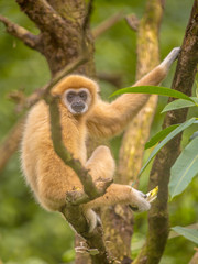Lar gibbon resting on branch in rainforest jungle