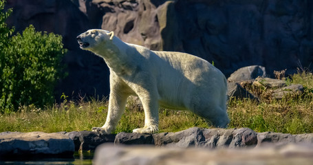 polar bear 2