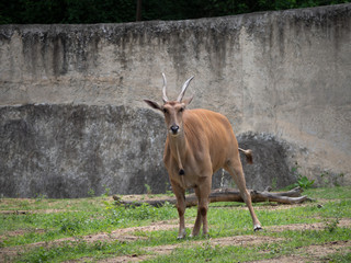 Common Eland in the field