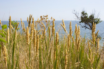 grass and sea