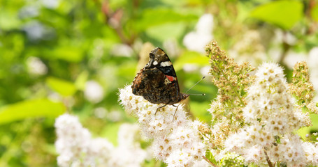 monarch butterfly on white blossom