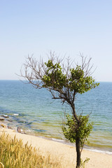 lonely tree against background of sea and sky