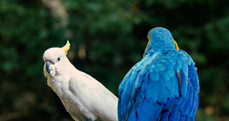 macaw and cockatoo in the forest