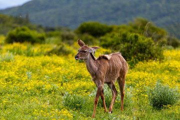 Baby Female kudu walking between the daisy flowers