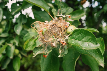 A nest of caterpillars of the Codling moth