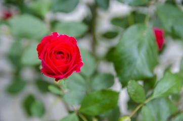 The Rose and Blurry Leafs