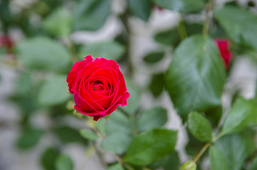 The Rose and Blurry Leafs