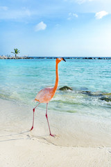 Pink flamingo walking on the beach, Aruba island - 213369632