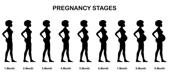 Pregnancy stages sihouettes