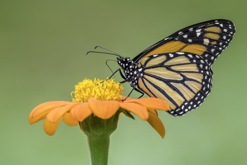 Monarch Butterfly