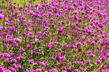 purple flower background