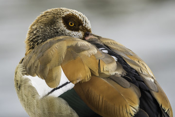 Egyptian Goose