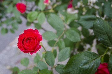 The Rose and Blurry Leafs