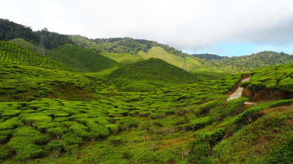 Tea plantation