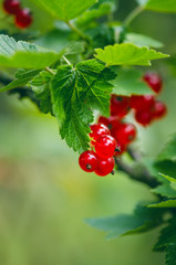 Branches of red currant on a bush. Organic and fresh berries. Raw and fresh fruit. Concept of healthy food with lots of antioxidants. 