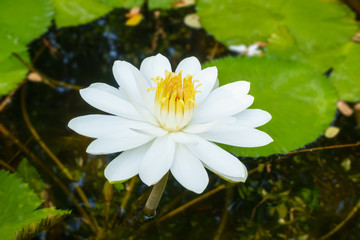 White water lily in pond at park