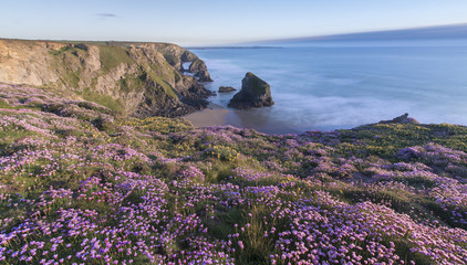 Carpets of thrift at Bedruthan Steps in Cornwall.