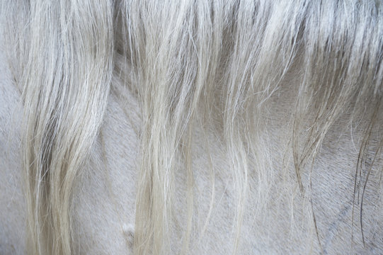 Abstract close-up of the textured hairs of the mane of a white horse - Powered by Adobe