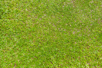 Tropical Carpet Grass (Axonopus compressus) background