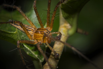Selective focus macro spider and green background
