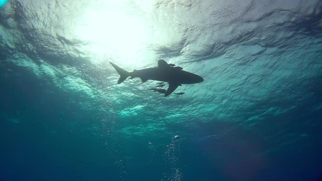 Grey Reef Sharks Swim Near Divers