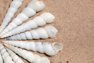 natural white spiral shells background on a bright sand, at atlantic coastline - macro photography with natural sunlight in Africa