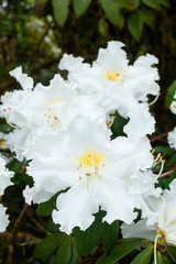Westland's rhododendron (Ludwigianum Hoss) white flower