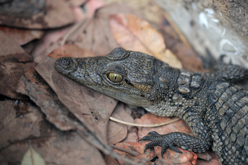 portrait of a baby crocodile head, with huge green eyes, outdoors on dry leaves, in a sunny summer day in the Gambia, Africa