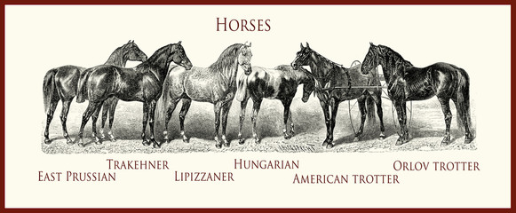 vintage equestrian illustration, horse purebred portraits:Trakehner, East Prussian,Lipizzaner,Hungarian,American trotter,Orlov trotter, © acrogame