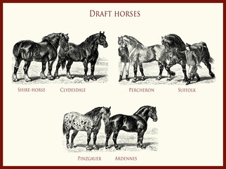 vintage equestrian illustration, powerful draft horse portraits:  Shire-horse, Clydesdale, Percheron, Suffolk, Pinzgauer, Ardennes © acrogame