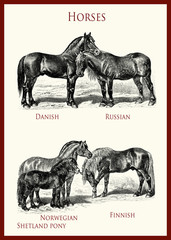 vintage equestrian illustration, powerful horse portraits:Danish, Russian,Norwegian Fjiord,Shetland pony, Finnish