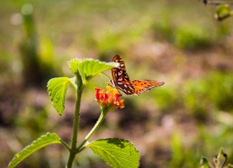 Little orange butterfly