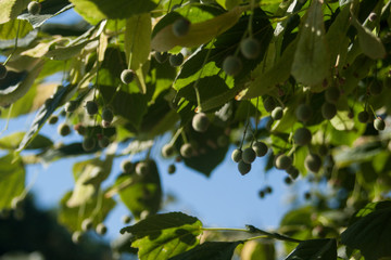 fig tree in the forest