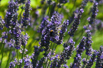 lavender flowers in the garden