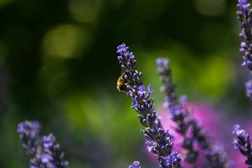 lavender flowers in the garden