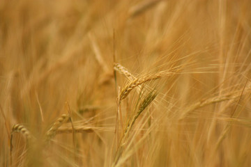 Fototapeta premium Wheat field